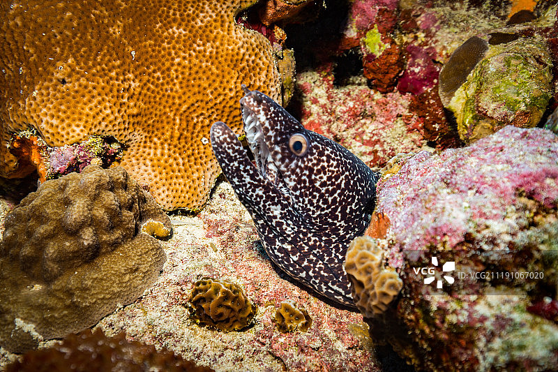 海鳗袭击图片素材