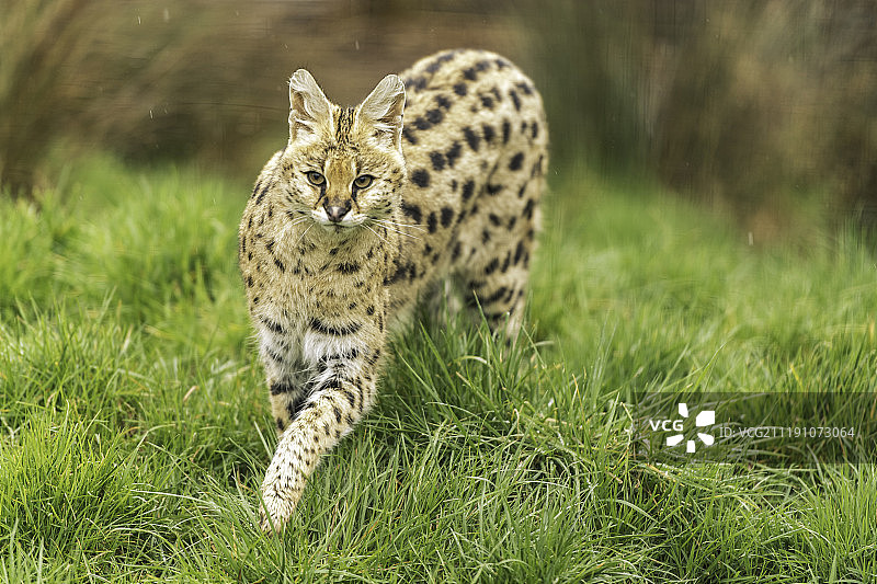 狞猫系列图片素材