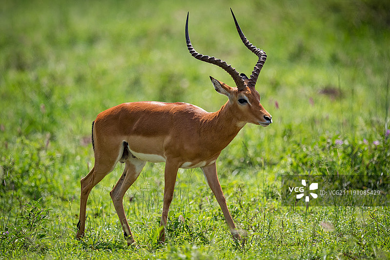 黑斑羚特写图片素材