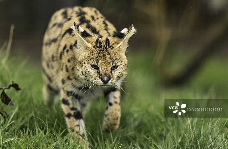 狞猫系列图片素材