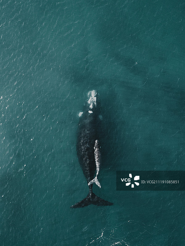 南方露脊鲸图片素材
