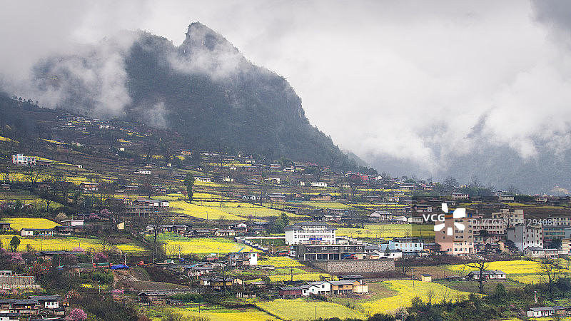 云南丙中洛油菜花田图片素材