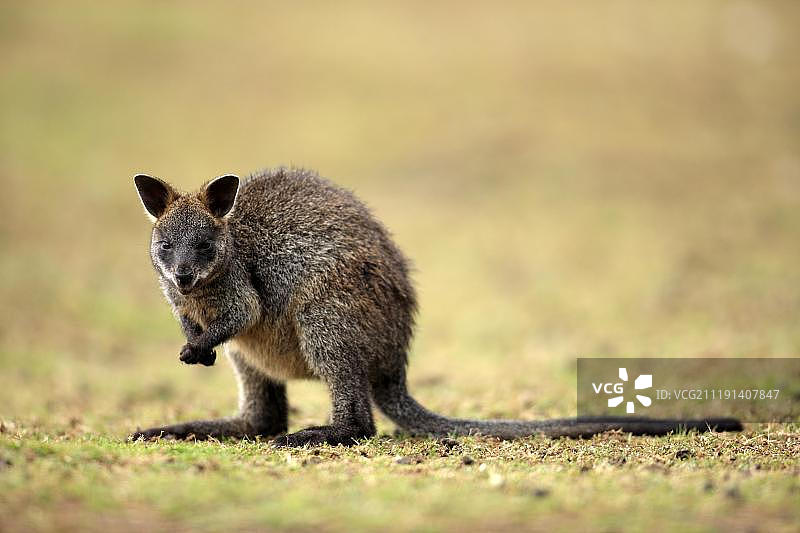 小袋鼠（Wallabia bicolor），幼年，站立，澳大利亚维多利亚州菲利普岛图片素材