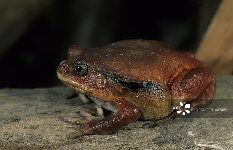 番茄蛙，马达加斯加，非洲图片素材