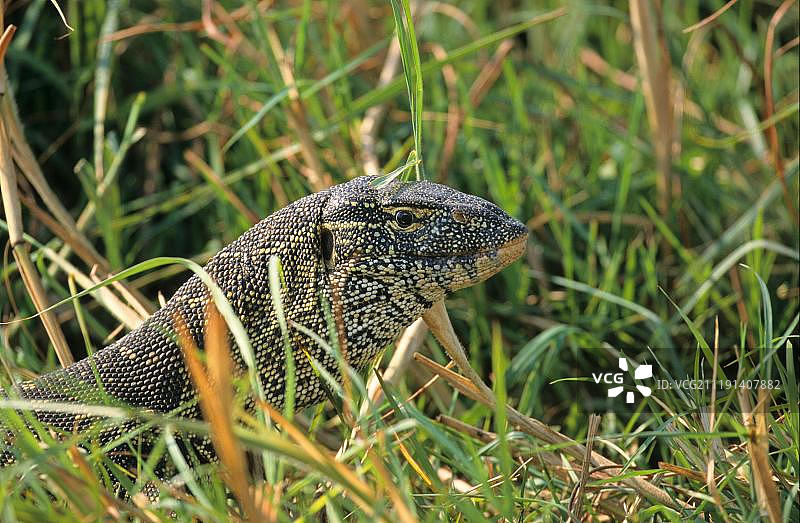 长草丛中的尼罗河巨蜥，博茨瓦纳乔贝国家公园，非洲图片素材