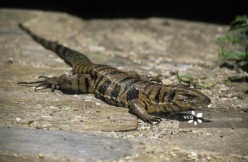普通南美蜥，晒太阳，特立尼达，加勒比海图片素材