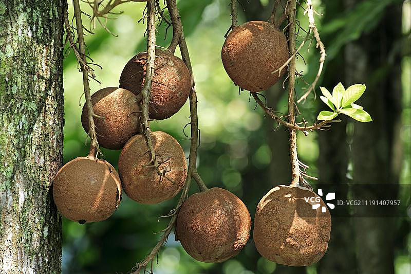 炮弹树(Couroupita guianensis)果实,新加坡,东南亚图片素材