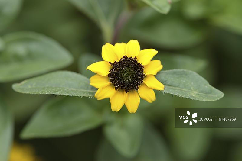 匍匐百日草（Sanvitalia procubens）图片素材