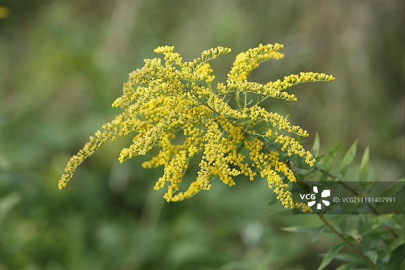 一枝黄花（加拿大一枝黄花），开花，德国，欧洲图片素材