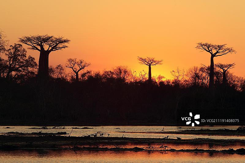猴面包树日落，非洲马达加斯加莫隆达瓦图片素材