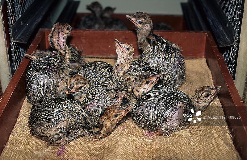 南非鸵鸟养殖场：托盘中的幼鸟图片素材