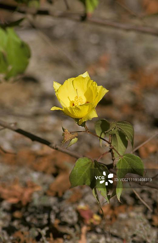 达尔文棉（戈西皮姆·达尔威尼），乌尔维纳湾，加拉帕戈斯群岛图片素材