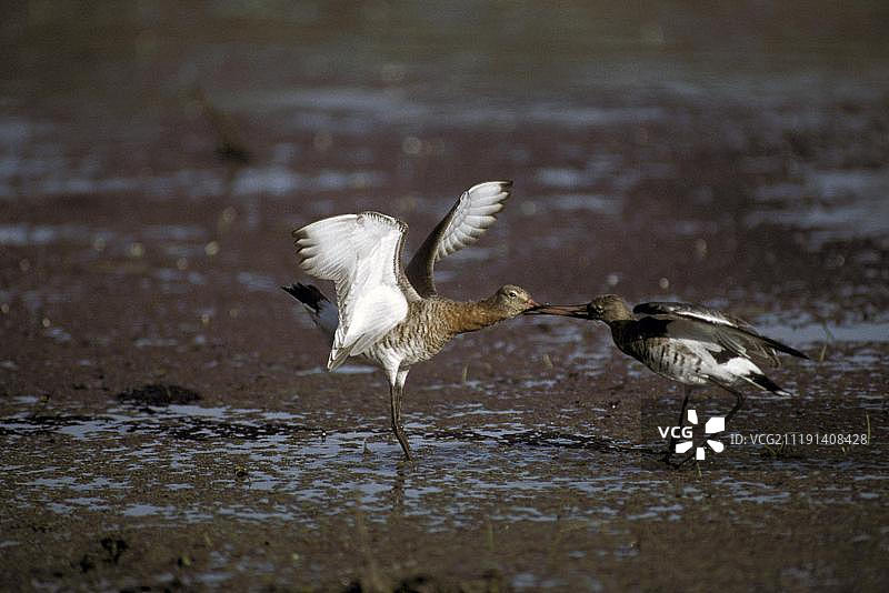 黑尾塍鹬（Limosa limosa）争斗图片素材