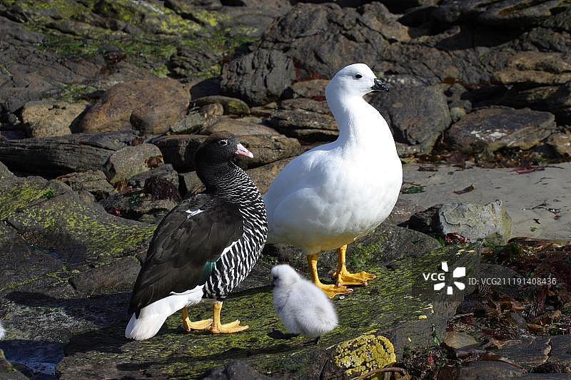 南大西洋福克兰群岛的海带鹅（雄性、白色，雌性和幼鹅）图片素材