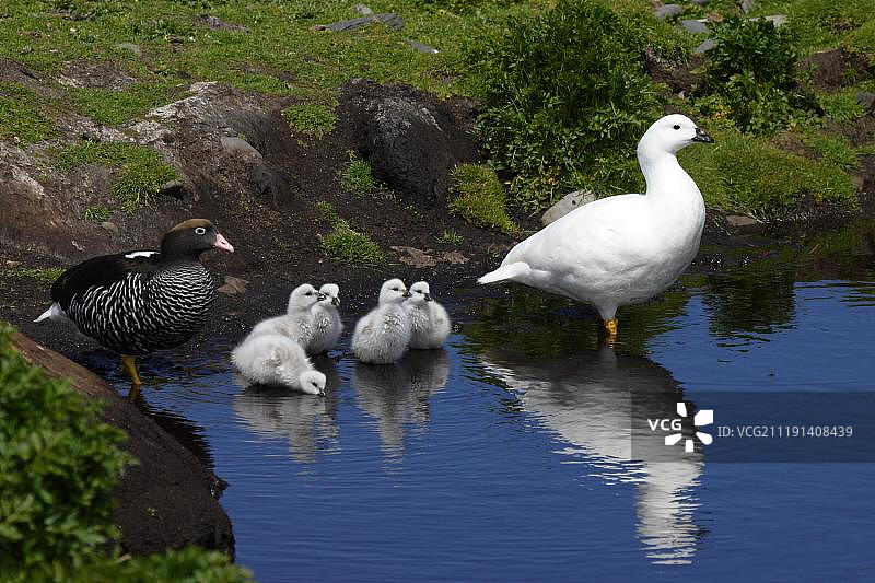 海带鹅家族：雌雄与小鹅图片素材