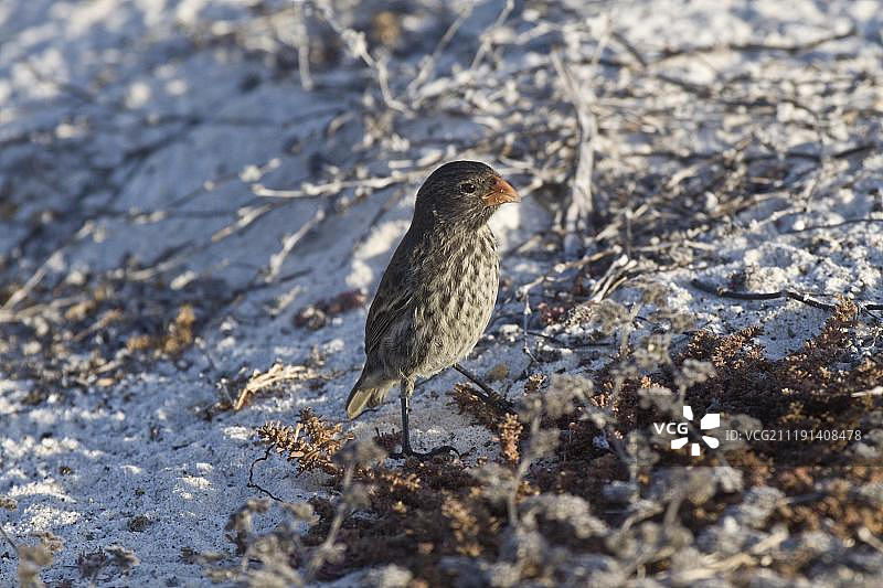 太平洋加拉帕戈斯群岛埃斯帕诺拉岛上的小地雀图片素材