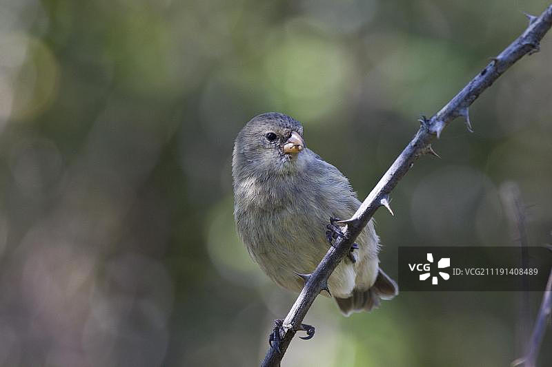 小地雀，加拉帕戈斯群岛，太平洋图片素材