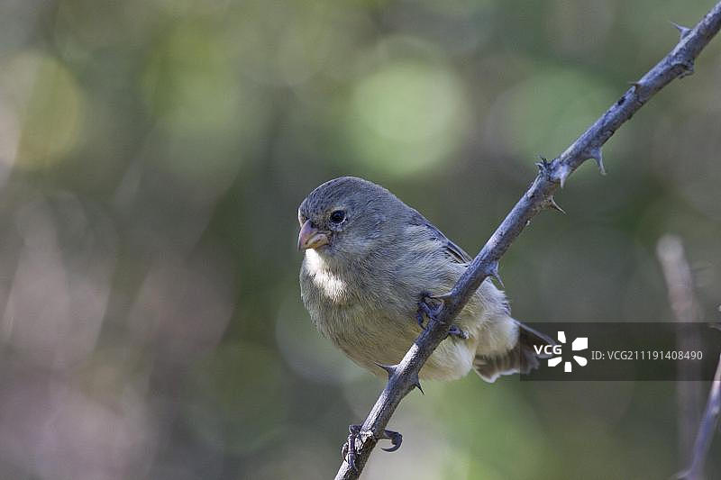 小地雀，加拉帕戈斯群岛，太平洋图片素材