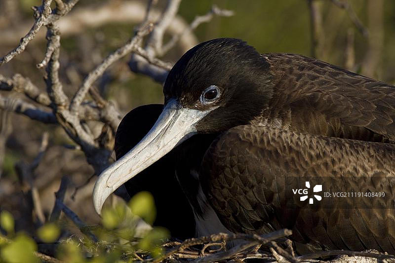 军舰鸟（雌性），北西摩岛，加拉帕戈斯群岛，太平洋图片素材