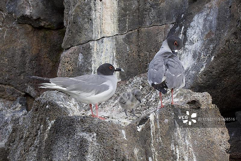叉尾鸥与幼鸟（加拉帕戈斯群岛，太平洋）图片素材