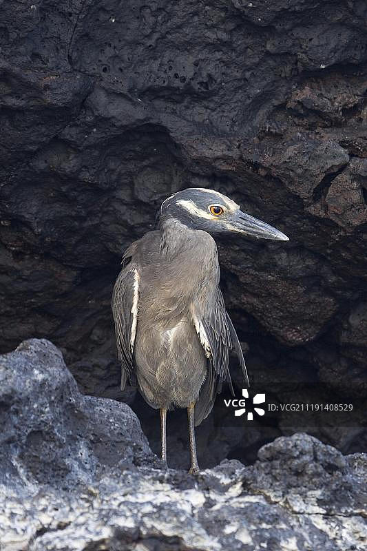 太平洋加拉帕戈斯群岛，成年黄冠夜鹭（Nyctanassa violacea）图片素材