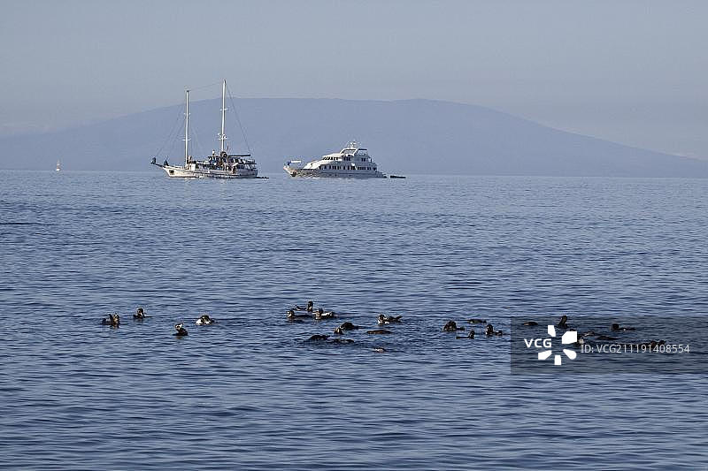 加拉帕戈斯企鹅在两艘游船附近游泳图片素材