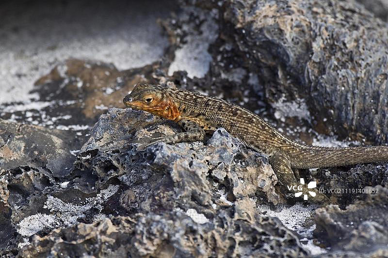 熔岩蜥蜴，伊莎贝拉岛图片素材