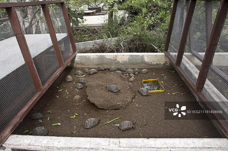 加拉帕戈斯巨龟繁殖区（查尔斯·达尔文研究站，阿约拉港，加拉帕戈斯群岛，太平洋）图片素材