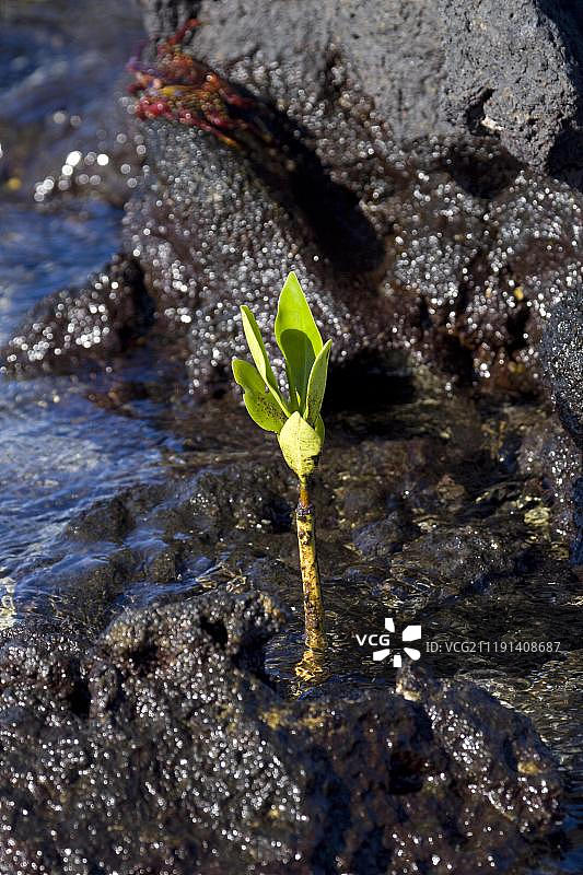 红树苗图片素材