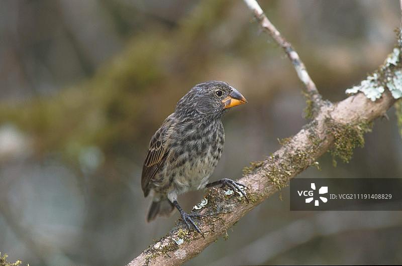 加拉帕戈斯地雀，太平洋图片素材