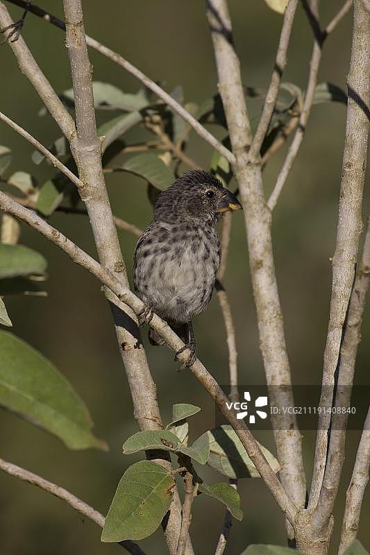地雀（Geospiza fortis），弗洛雷纳岛，加拉帕戈斯群岛，太平洋图片素材
