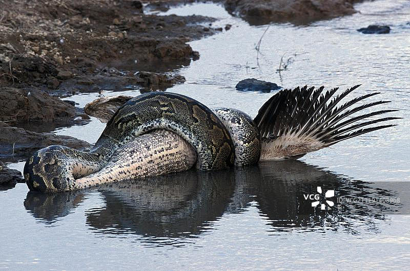 非洲岩蟒缠绕白色鹈鹕图片素材