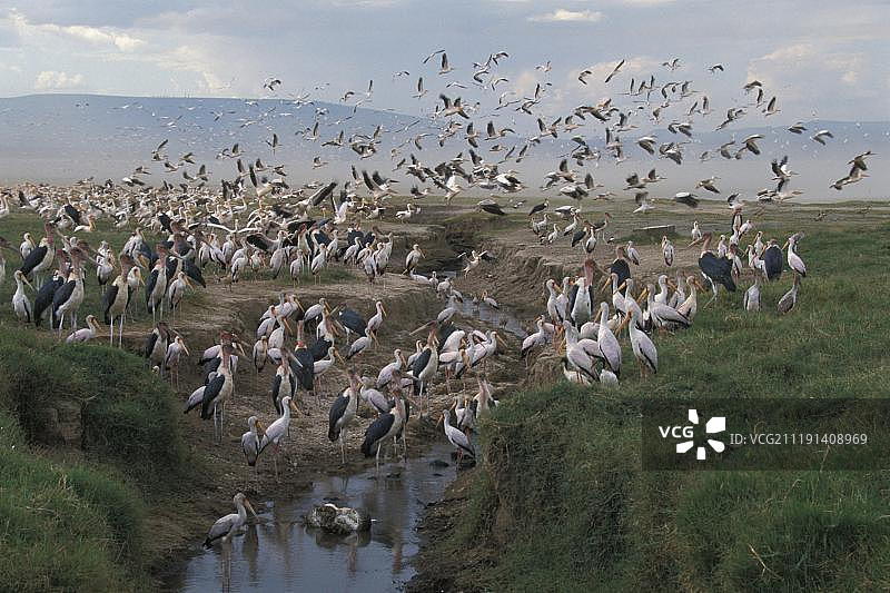 非洲岩蟒吞食鹈鹕图片素材