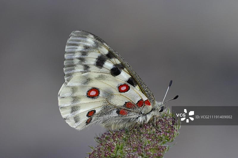 阿波罗绢蝶在花朵上的侧视图图片素材