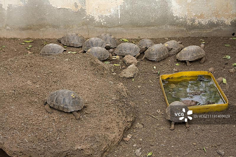 加拉帕戈斯巨龟繁殖区（查尔斯·达尔文研究站，阿约拉港，加拉帕戈斯群岛，太平洋）图片素材