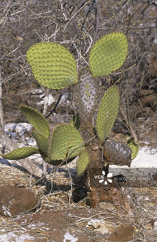 加拉帕戈斯群岛北西摩岛的刺梨仙人掌图片素材