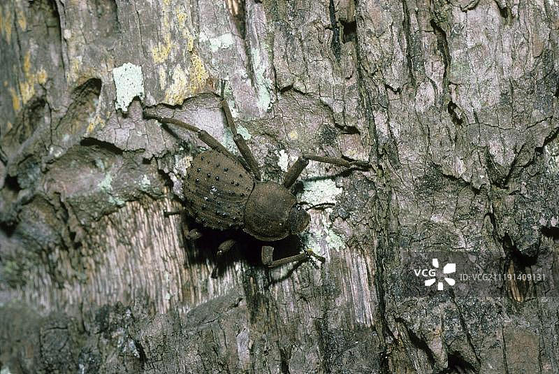 巨型拟步甲（赫克力士Pulposipes），地方特有种，弗雷格特岛，塞舌尔，印度洋图片素材