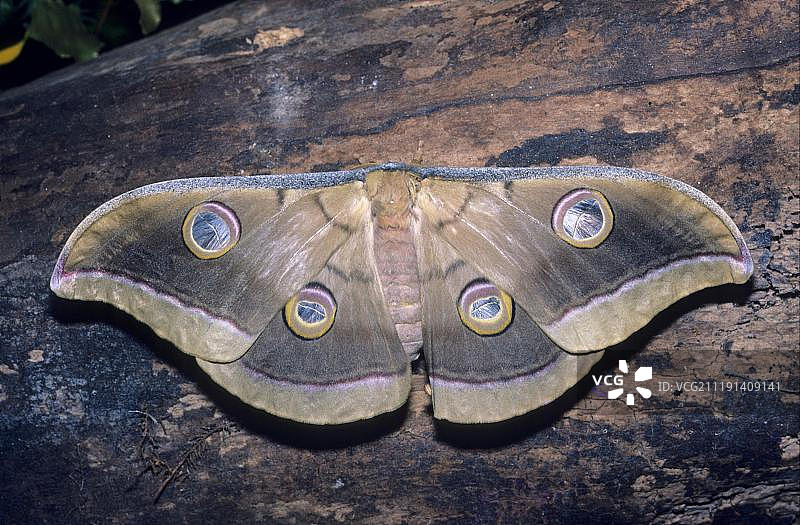 柞蚕蛾 (Antheraea mylitta)，成虫，印度，亚洲图片素材