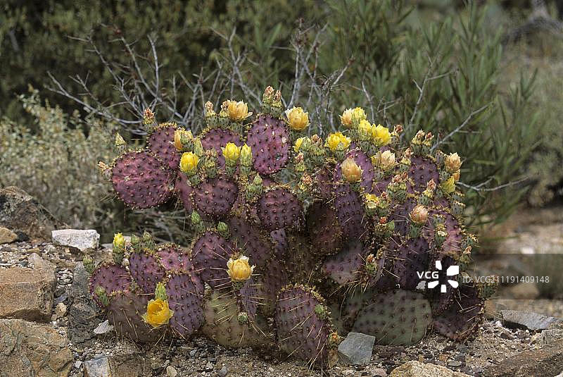开花的圣丽塔仙人掌（紫 Opuntia violacea Santa Rita）图片素材
