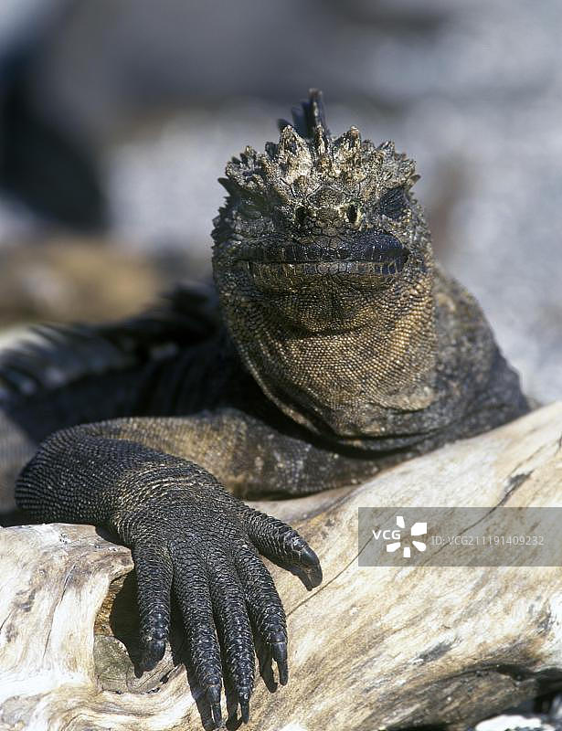加拉帕戈斯群岛费尔南迪纳岛上的海鬣蜥图片素材