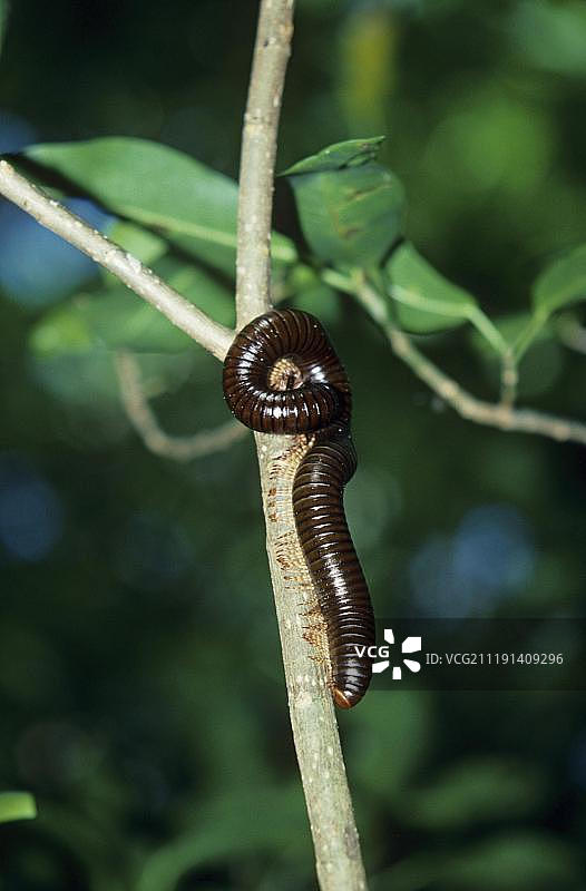 非洲塞舌尔群岛巨型马陆图片素材