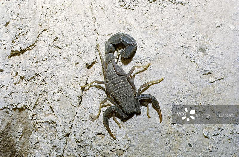 阿拉伯肥尾蝎，亚洲西南部约旦图片素材