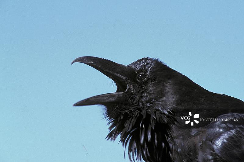 正在鸣叫的渡鸦图片素材