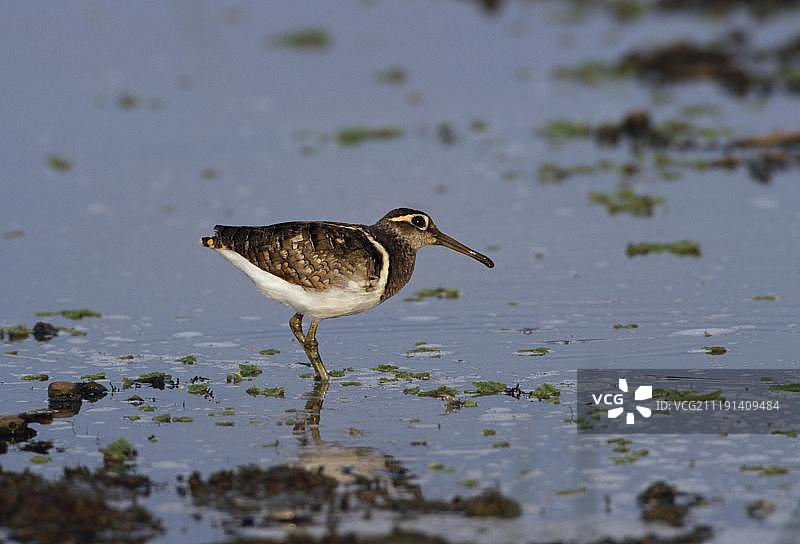 彩鹬（雄性），肯尼亚巴林戈湖，非洲图片素材