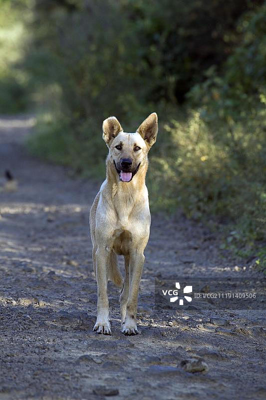 加拉帕戈斯群岛上的野狗：对脆弱生态系统的威胁图片素材
