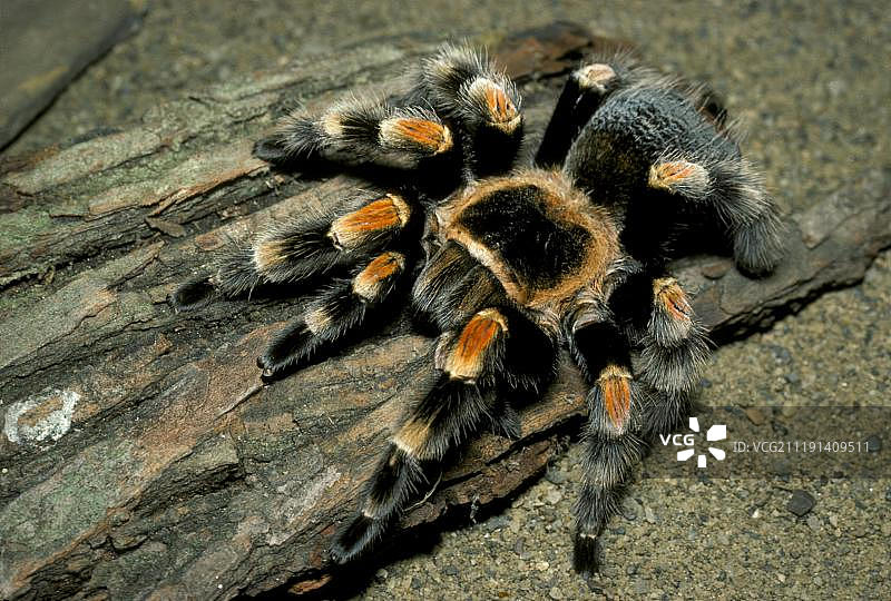 墨西哥红膝蛛（史密斯氏红膝蛛）图片素材