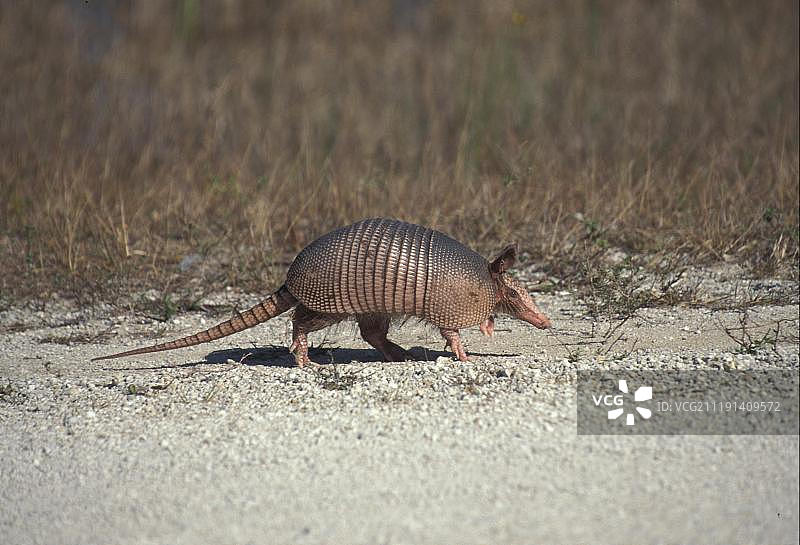九带犰狳，美国佛罗里达州图片素材