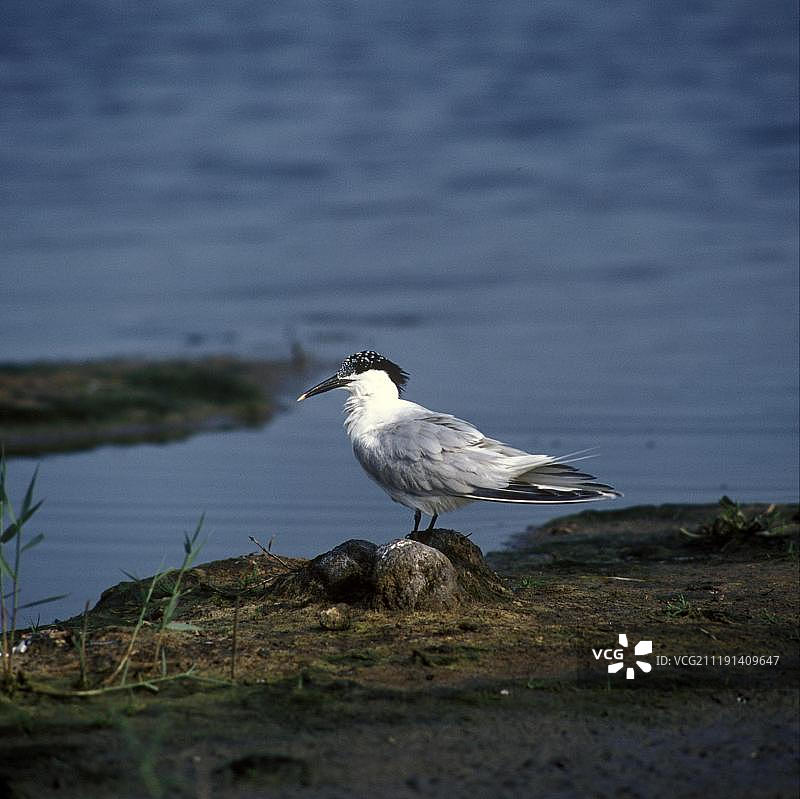 在水边岩石上站立的白额燕鸥图片素材