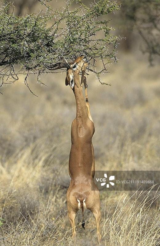 长颈羚，成年雄性，以前腿站立，在肯尼亚非洲桑布鲁国家保护区以荆棘树叶为食图片素材