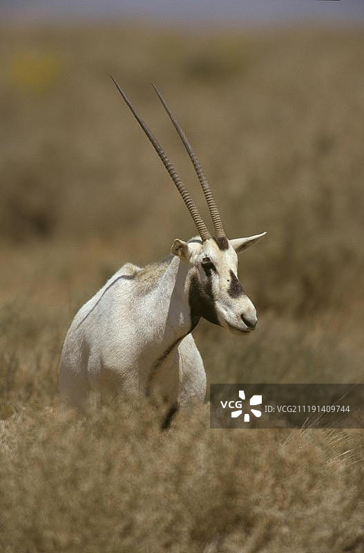 阿拉伯羚羊，约旦沙乌马里，亚洲西南部图片素材